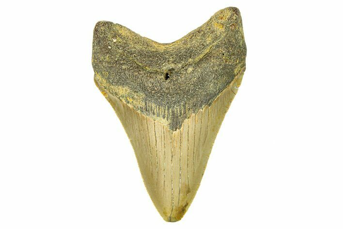 Serrated, Fossil Megalodon Tooth - North Carolina #294502